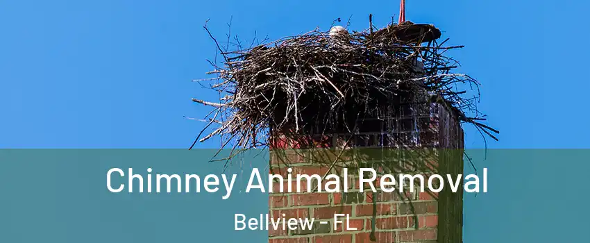  Chimney Animal Removal Bellview - FL