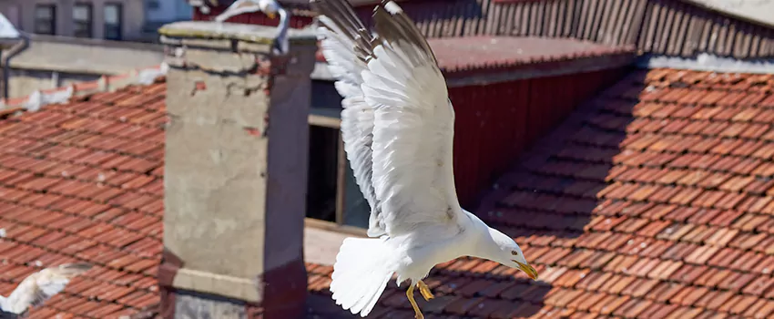 Residential Chimney Animal Removal Solution in Bellview, FL