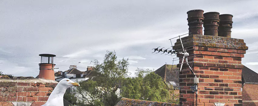 Chimney Cleaning And Restoration in Bellview, Florida